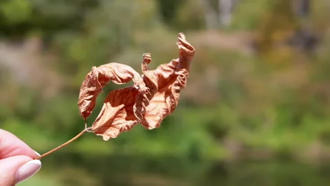 Dry Twisted Leaf on a Blurred Background Stock Footage 293277637