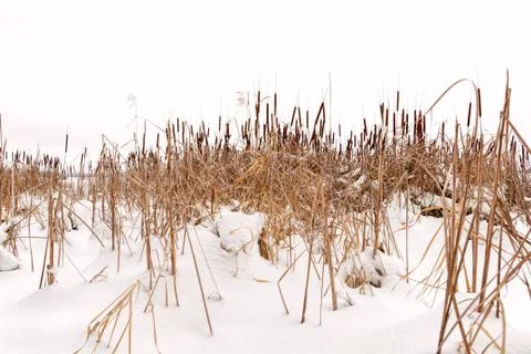 Dry Typha Latifolia Flowers, also called Cattails 写真素材