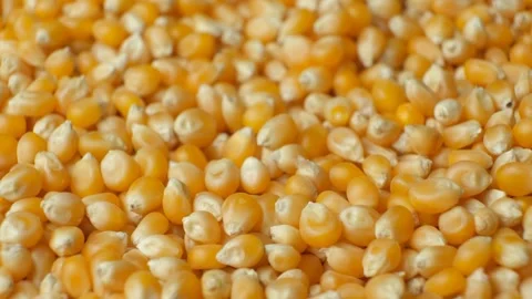 Dry uncooked yellow corn seeds kernels for popcorn slow rotation Stock Footage 324480010