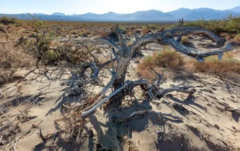 Dry vegetation and dead trees in the dry hot rocky Mojave Desert in Califor.. Фото