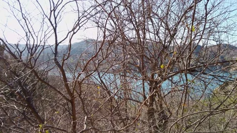 Dry Vegetation At The Edge Of The Beach Stock Footage 196353239