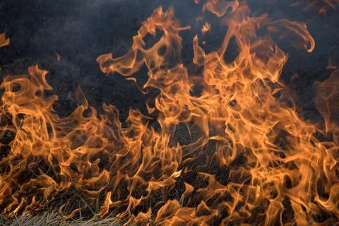 Dry vegetation in flames. Stock Photos