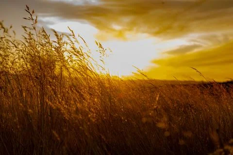 Dry vegetation Foto stock