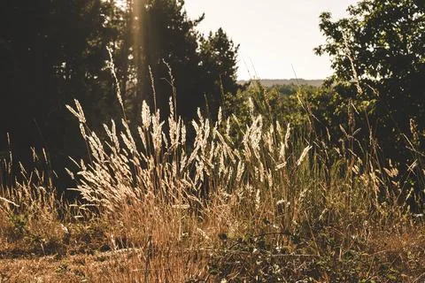 Dry vegetation Stock Photos