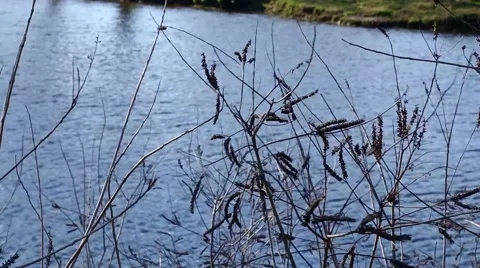 Dry vegetation on the river Stock-Footage 49274815