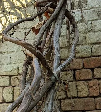 Dry Vine on Brick Wall Fotos de archivo