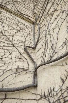 Dry vine creeping up the wall. Stock Photos