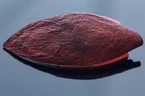 Dry walnut shell part colored red on blue. Mirror image. Abstract background. Stock Photos