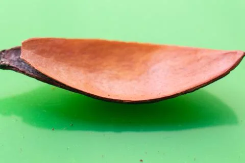 Dry walnut shell part colored red on green. Mirror image. Abstract background. Stock Photos