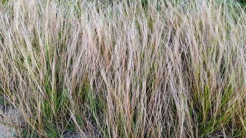 Dry Wavy Grass Texture Vertical Background Pattern Stock Photos