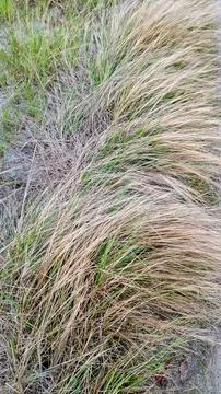 Dry Wavy Grass Texture Vertical Background Pattern Stock Photos