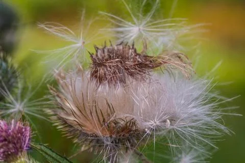Dry weed common Foto stock