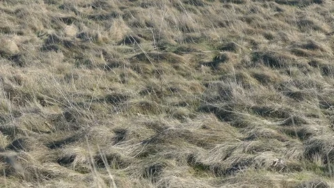 Dry weed in the field Stock Footage 88045267