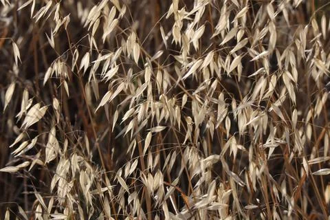 Dry weed 写真素材