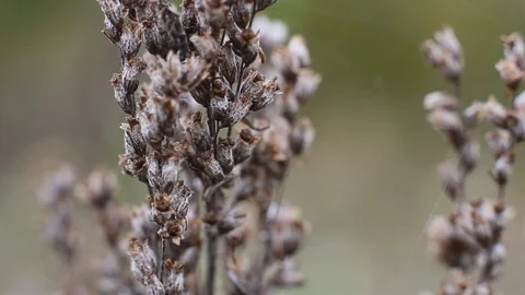 Dry weeds on the field Stock Footage 96421841