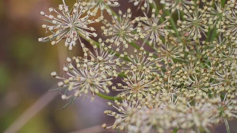 Dry weeds on the field Stock Footage 96422768