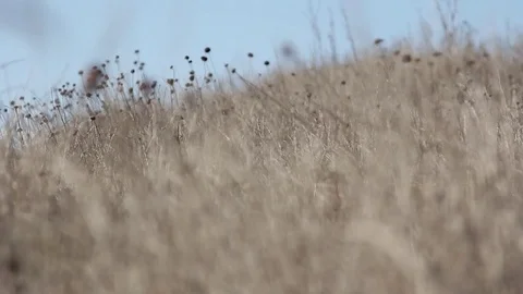 Dry weeds landscape focus rack Stock Footage 71205823