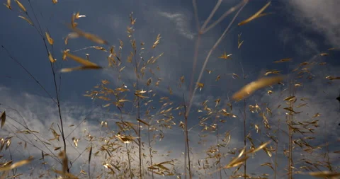 Dry Weeds Shaking By The Wind Stock Footage 131989133