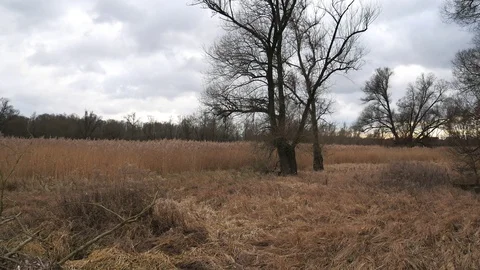 Dry wetland Stock-Footage 128408258