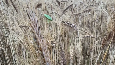 Dry Wheat Ears Stock Footage 280515046