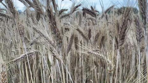 Dry Wheat Ears Video stock 280515144