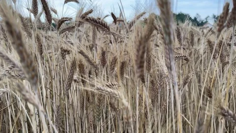 Dry Wheat Ears Video stock 280515265