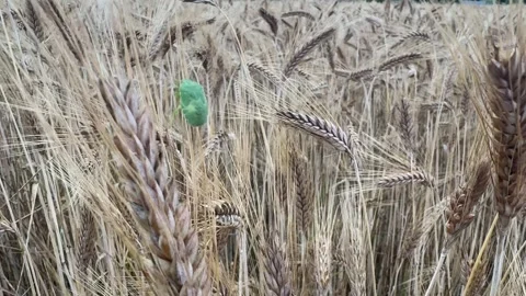 Dry Wheat Ears Video stock 280515319