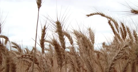 Dry Wheat Field, Close-Up Dolly from Right To Left Clip1325 Video stock 195689464