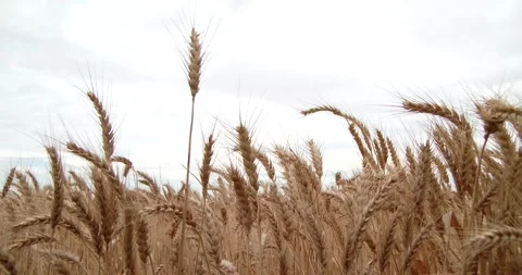 Dry Wheat Field, Dolly from Left To Right Clip1326 Stock Footage 195690741