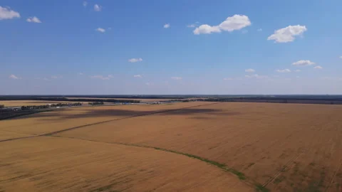 Dry wheat field at the end of which is a green field with flowers. Video stock 157350948
