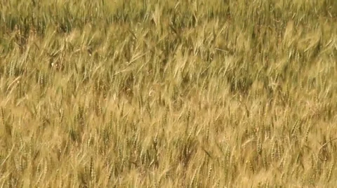 A dry wheat field 库存影片 31694573