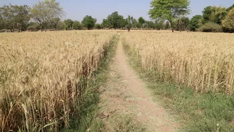 Dry wheat field or farm Stock Footage 152933831