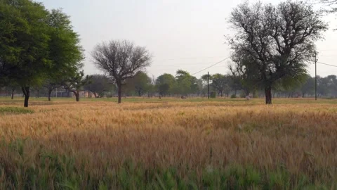 Dry wheat field with some raw green plants in the winter morning. Stock Footage 243238873