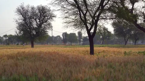 Dry wheat field with some raw green plants in the winter morning. Stock-Footage 243239170