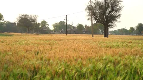 Dry wheat field with some raw green plants in the winter morning. Stock-Footage 243239171