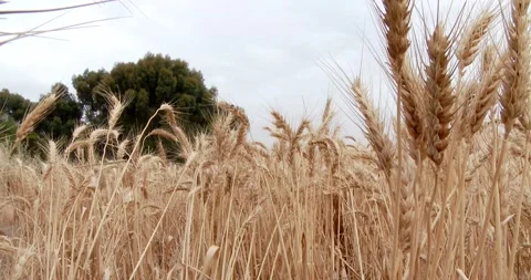 Dry Wheat Field With Tree, Dolly from In To Out Clip1329 Video stock 195689397