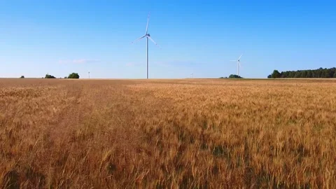 Dry wheat field with wind turbines standing in rural landscape Video stock 342592874