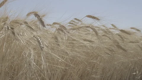 Dry wheat Video stock 151870063