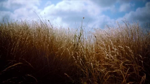 Dry wheat moving in the wind Stock Footage 74023192