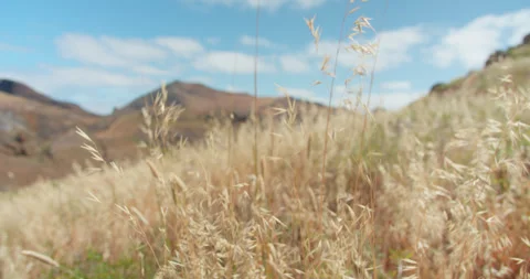 Dry Wheat Moving with Wind Madeira Island, Sao Lourenco Stock Footage 242723098