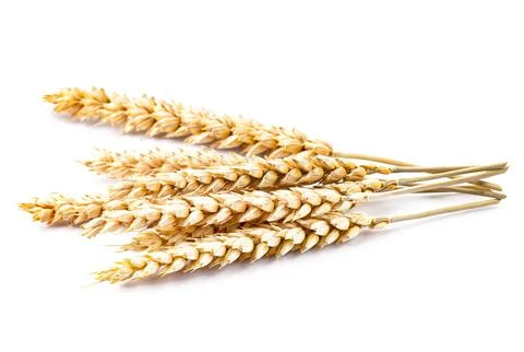 Dry wheat Stock Photos