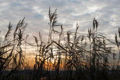Dry wheat plants in sunset Stock Photos