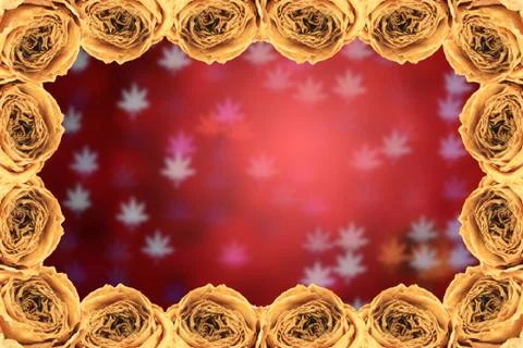 Dry white rose frame on blur maple leaves bokeh red Stock Photos
