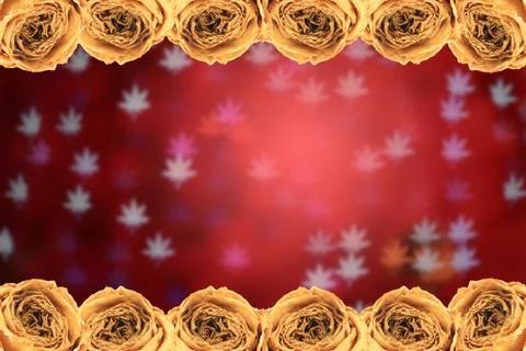 Dry white rose frame on blur maple leaves bokeh red Stock Photos