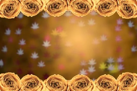 Dry white rose frame on blur maple leaves bokeh Stock Photos