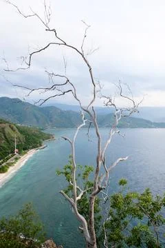 Dry white tree branches with the background of Cristo Rei beach, Timor Leste Stock Photos