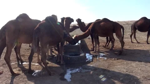 In a dry wide open space a group of camels gathers, stock footage. Stock Footage 304816546