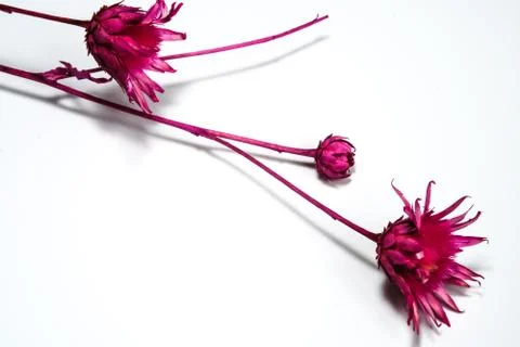 Dry wild flower Stock Photos