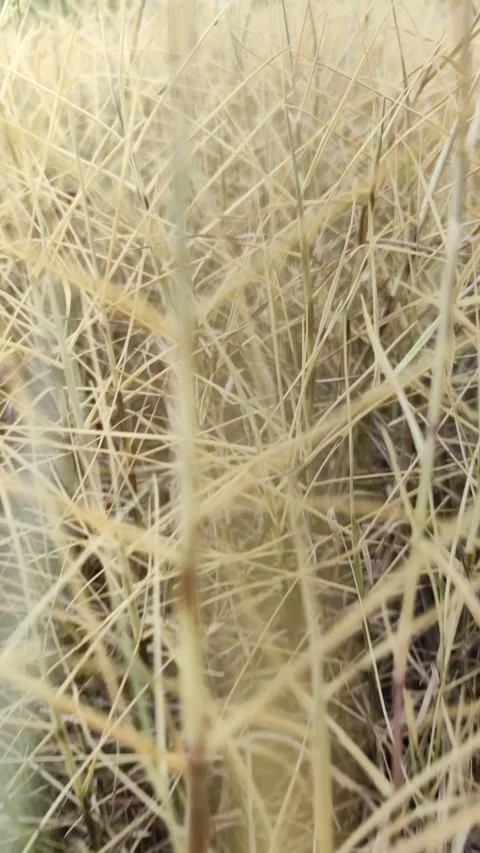 Dry Wild Grass Caused by Herbicide Stock Footage 327637259