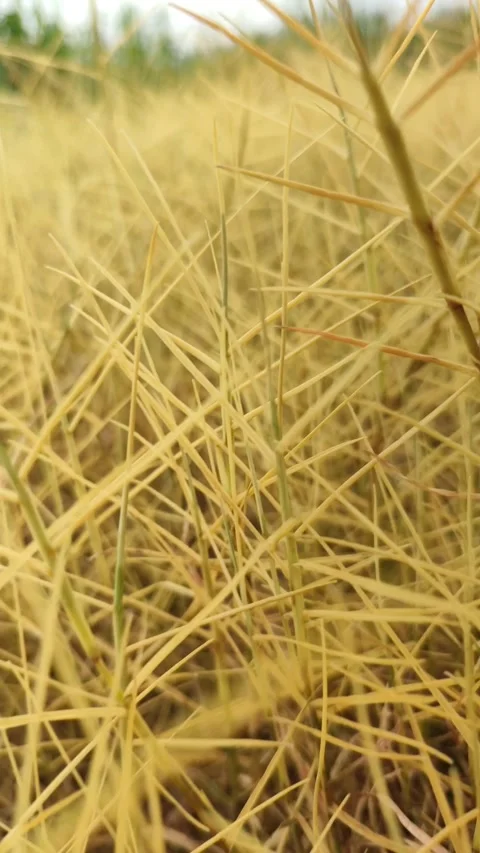 Dry Wild Grass Caused by Herbicide Stock Footage 327637261